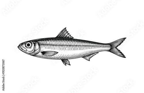Hand Drawn Engraving Woodcut Illustration of Realistic Fish Side View