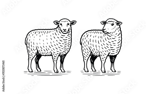 Hand Drawn Engraving Woodcut Illustration of Sheep Farm Animals Set