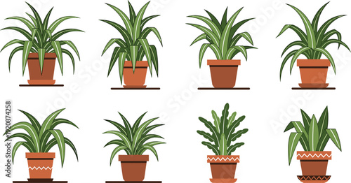Indoor house plant set with various green spider plants and ferns in terracotta pots isolated on white background.