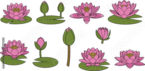 Lotus flower set with pink water lilies, green lily pads, blooming buds and floral elements isolated on white background.