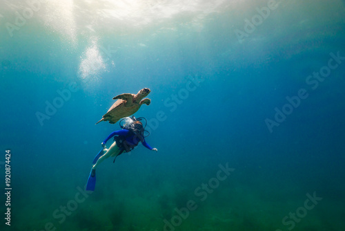Wallpaper Mural Woman Diving with Hawksbill Sea Turtle on Caribbean Reef in BVI Torontodigital.ca