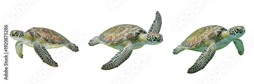 Photos Green sea turtle isolated on white background, Chelonia mydas, marine green turt