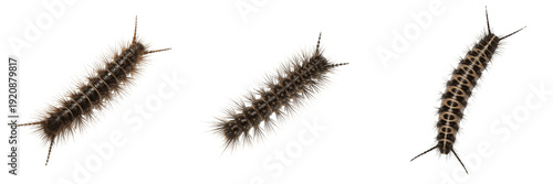Bristle worm isolated on white background, Polychaeta, marine bristle worm, polychaete, ocean invertebrate, underwater worm, ocean wildlife photo, worm closeup, ocean ecosystem, aquatic wildlife
