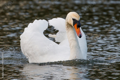 Bilde på lerret Mute Swan Swimming On Lake - _S5A2817