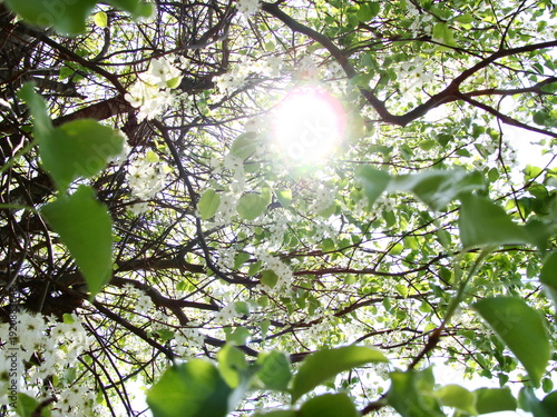 spring in the park