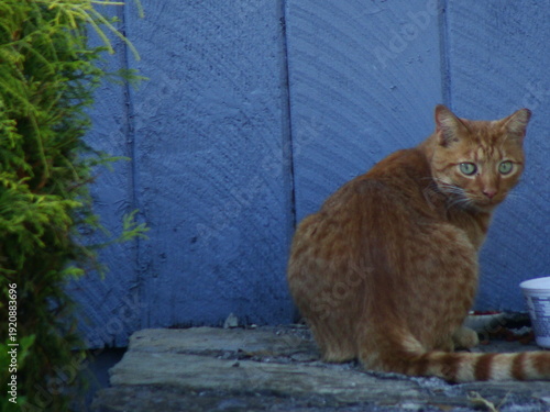 Cat in front of blue wall