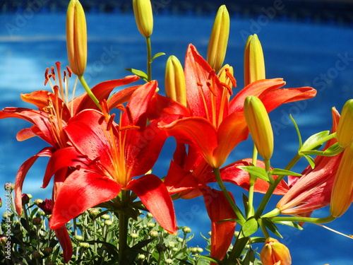 red and yellow lilies