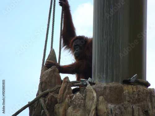 orangutan in perch