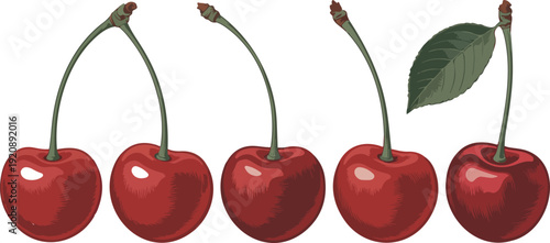 A detailed illustration of five red cherries arranged in a horizontal line against a white background.