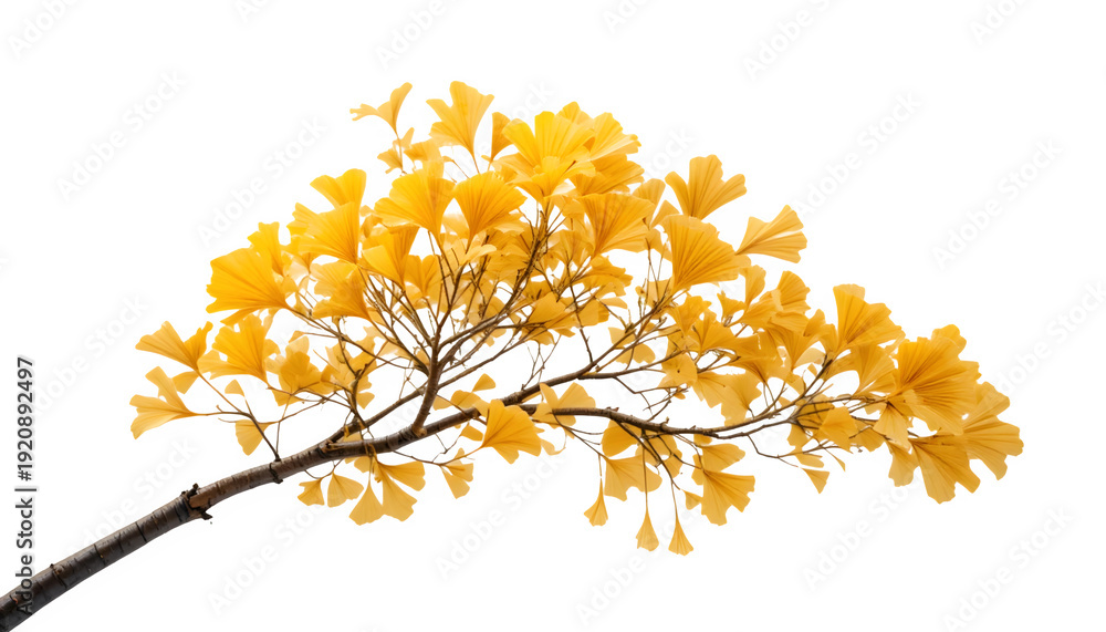 Fototapeta premium Isolated single golden ginkgo tree branch, fan-shaped yellow leaves, clear view, transparent background