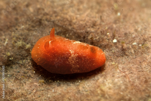 Nudibranco, Aldisa banyulensis Sardinia, Italy