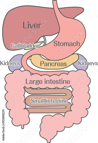 Digestive System Anatomy Illustration Showing Liver, Stomach and Intestines
