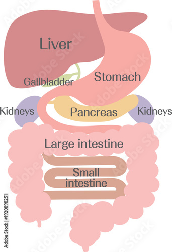 Digestive System Anatomy Illustration Showing Liver, Stomach and Intestines