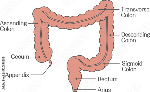 Anatomy of the Large Intestine with Labeled Colon Sections