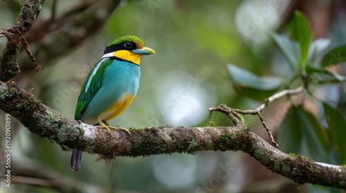 Wallpaper Mural Colorful long-tailed broadbill bird perched on a tree branch in lush forest, showcasing exotic wildlife and tropical bird species in natural habitat Torontodigital.ca