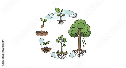 Illustration of the growth cycle of trees for International Day of Forest, showcasing flora and fauna development in a forest view with expanses of jungle, symbolizing the lungs of the