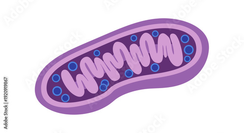 Mitochondria Vector Illustration, Flat Design, Biology, Cell Structure, Medical, Science Concept