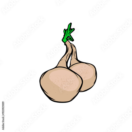 jicama, a crispy tuber rich in water vector illustration