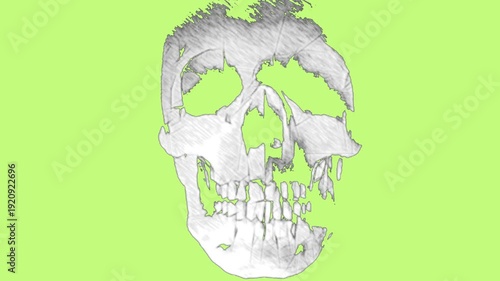 vector illustration of a human skull
