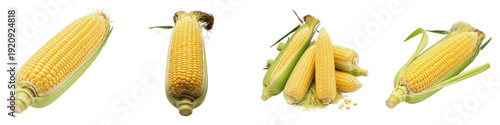 Φωτογραφία Set and collection of fresh sweet corn on the cob, raw yellow maize ears with gr