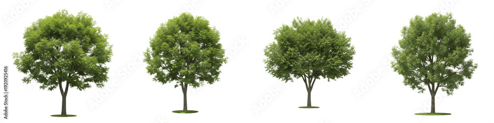 Fototapeta premium Set and collection of fresh green trees, leafy deciduous summer trees and garden oak plants for landscape and nature environment design, isolated on white transparent PNG background