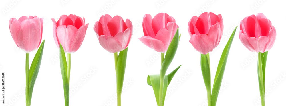 Obraz premium Collection of pink tulips isolated on white
