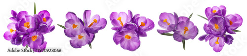 Purple crocus flowers isolated on white, set