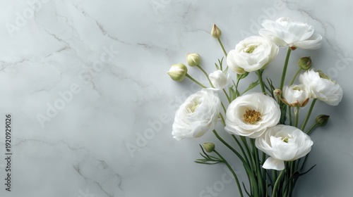 White Ranunculus Flowers on Soft Marble Background, Elegant Floral Arrangement for Wedding Decor, Home Decoration, or Nature Inspired Theme