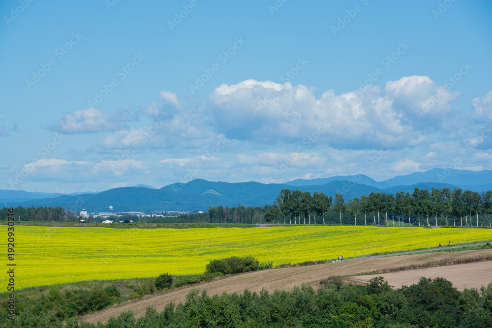 Obraz premium 満開のナノハナ畑が広がる畑作地帯とシラカバ並木 美瑛町 