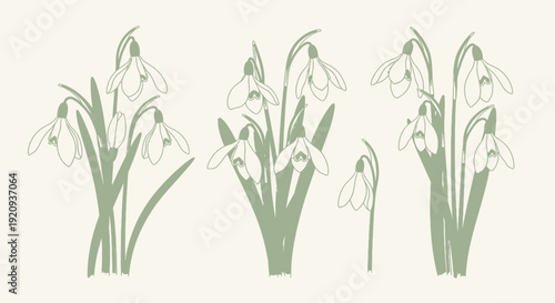 Elegant Green Snowdrop Flower Illustrations on a Light Background - Vector Art