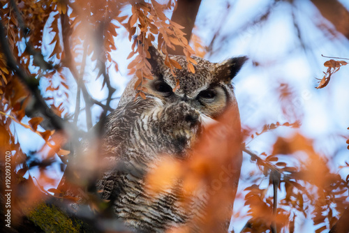Great Horned Owl among autumn orange leaves on a tree in boise idaho