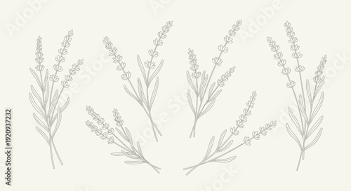 Hand-Drawn Lavender Sprigs Vector Illustrations Set on Creamy Background