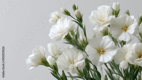 Elegant White Flowers with Green Stems on Soft Gray Background for Wedding, Decoration, and Floral Arrangement Inspiration