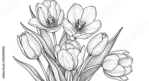 Beautiful Sketch of Tulips in a Bouquet, Realistic Botanical Illustration with Delicate Petals