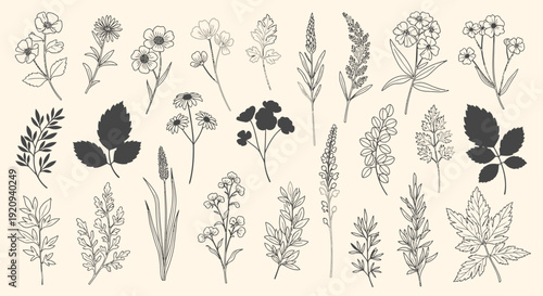 Hand-Drawn Botanical Illustrations: Elegant Floral and Leafy Plant Collection