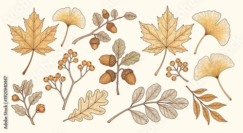 Autumn Botanical Collection: Maple Leaves, Ginkgo, Acorns, Berries, and Oak Leaves