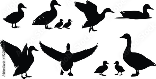 Black silhouettes of ducks and geese in various poses with ducklings, wildlife bird group activity illustration design concept
