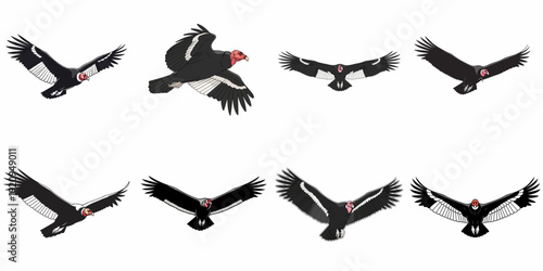 vector illustration set of California condor flying