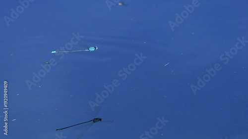 Blue Damselfly hovering above the lake at Mount Coot-tha in Brisbane, Queensland.