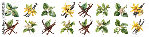 Watercolor set of vanilla flower pod aromatic essence spice, isolated on transparent background