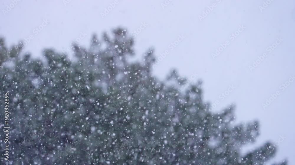 Snow Falling Sharp Snow falling in slow motion in front of pine tree as winter storm moves ...