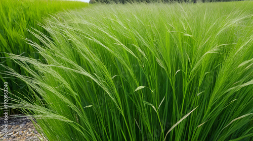 Ruten-Hirse, Panicum virgatum