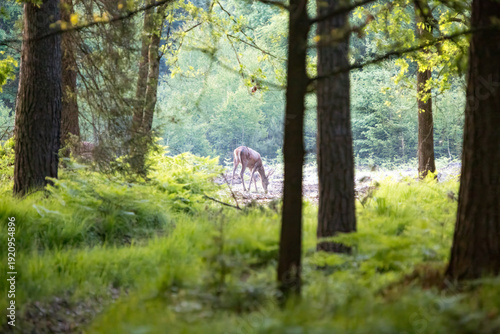 Piękny Jeleń w lesie