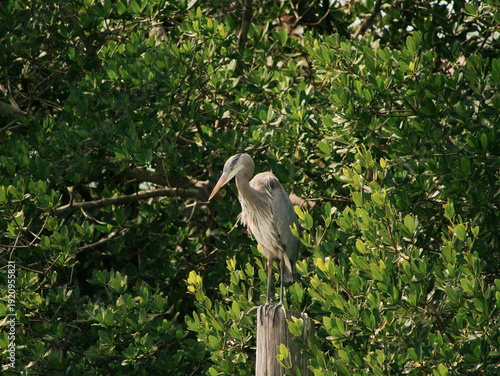 A Florida great blue heron stands poised on a weathered post surrounded by dense mangrove leaves, capturing a quiet moment of coastal wildlife in sunlit green habitat and natural wetland ecosystem.
