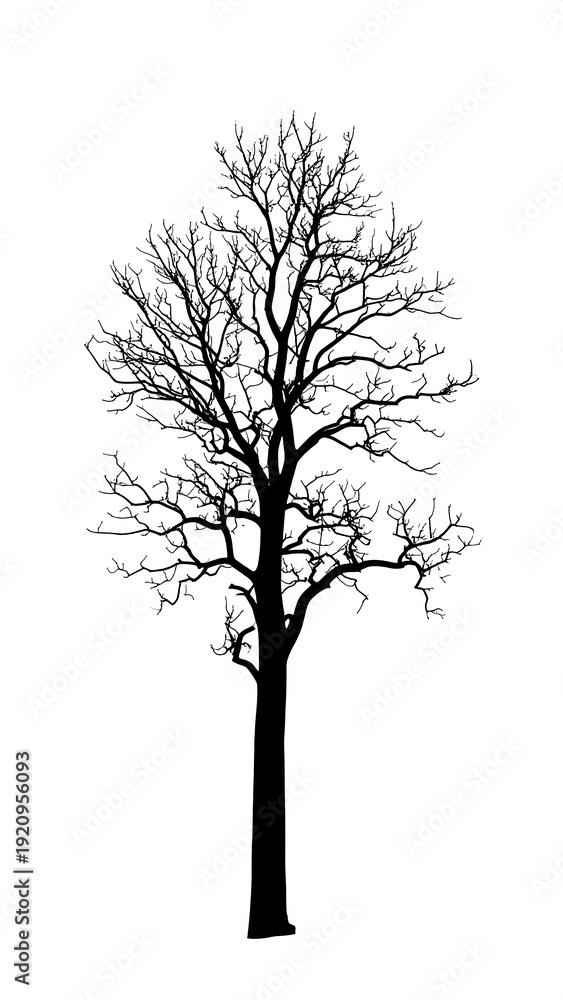 Obraz premium A bare tree silhouette on a white background