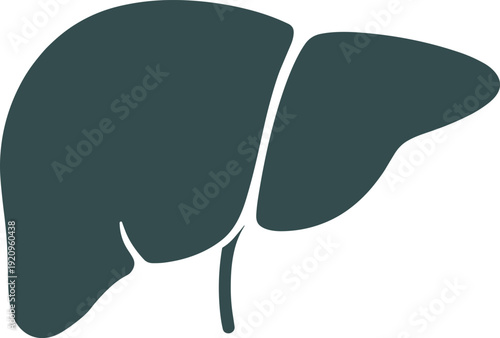Dark teal stylized human liver silhouette on white background human organ anatomy