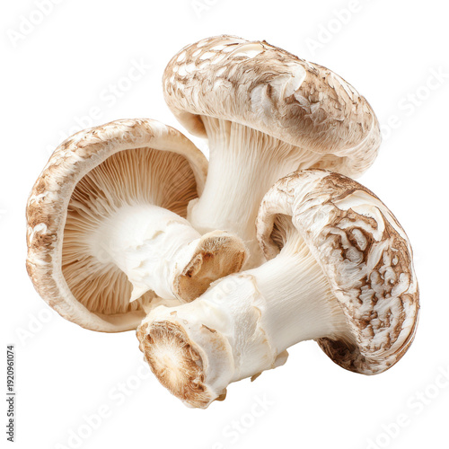 Three Fresh Shiitake Mushrooms with Gills Visible on Black Background fungi food, Isolated On White, Png Transparent, Cut Out