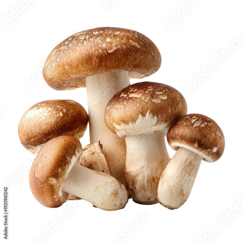 Cluster of brown and white capped mushrooms on a black background fungi food, Isolated On White, Png Transparent, Cut Out