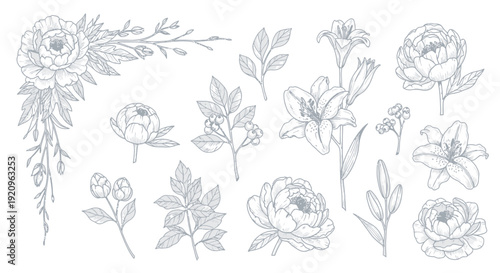Elegant Botanical Art Collection: Peonies, Lilies, and Leaves in Sketch Style
