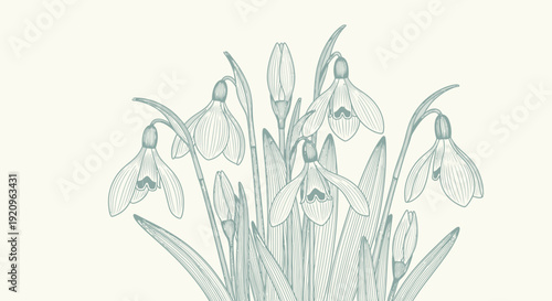 Delicate Snowdrop Flowers in Soft Blue Outline, Elegant Botanical Illustration for Spring